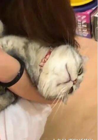 主人给猫咪剪指甲 猫咪靠在怀里一脸享受 网友敬佩：别人家的猫(图3)