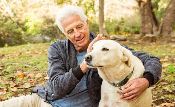 狗狗营养不足咋办狗狗身体消瘦该怎么办啊(图2)