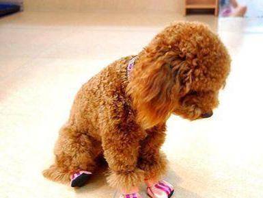 泰迪犬是贵宾犬吗？美容的力量很极为强大(图2)