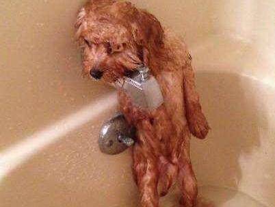 泰迪犬是贵宾犬吗？美容的力量很极为强大(图1)