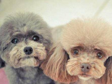 泰迪犬是贵宾犬吗？美容的力量很极为强大(图3)