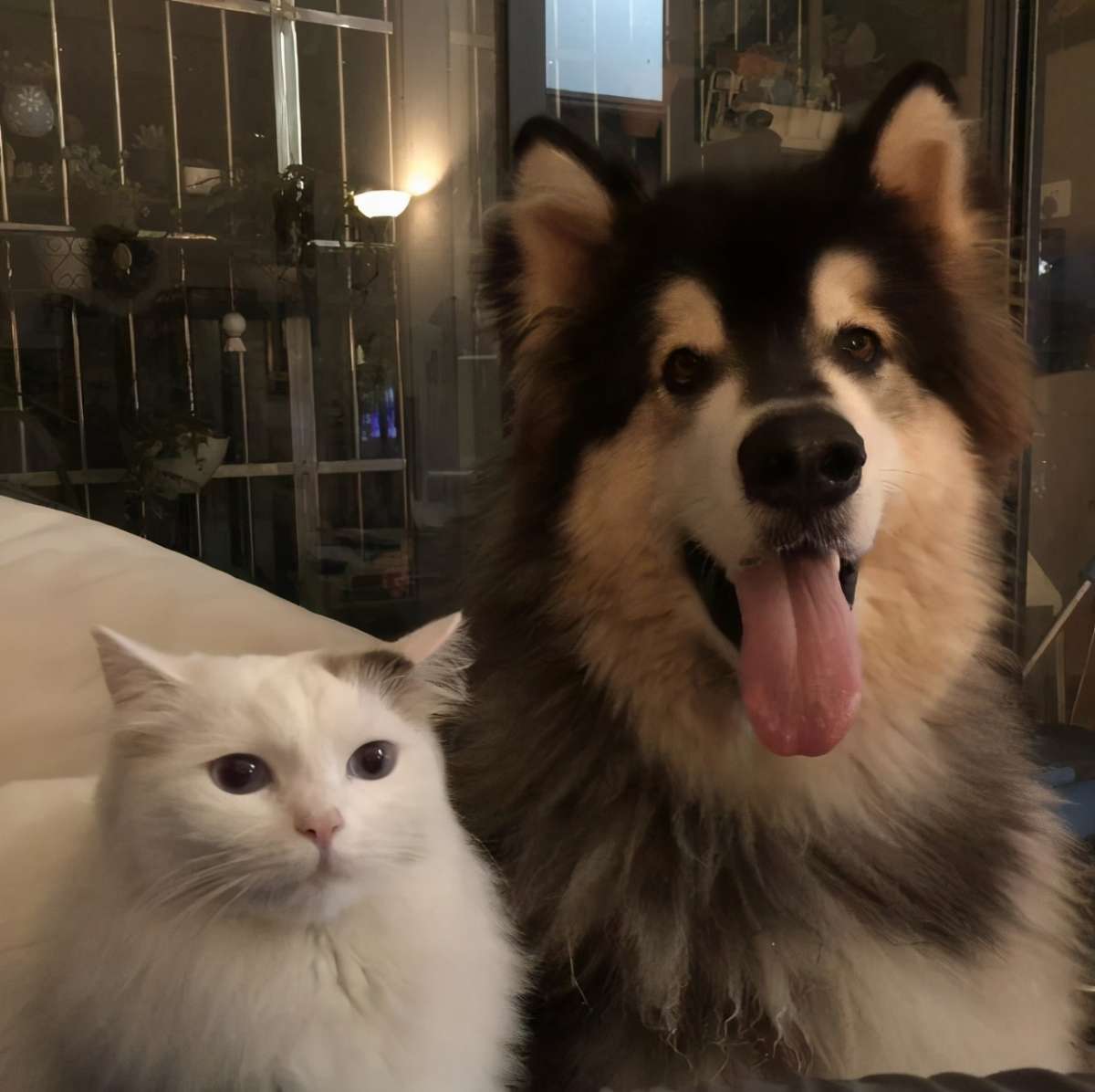 猫狗厚福是种什么呢样的体验？(图1)