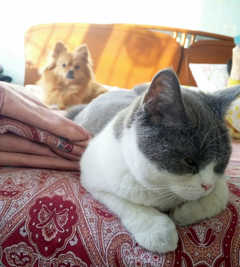 猫狗厚福是种什么呢样的体验？(图2)