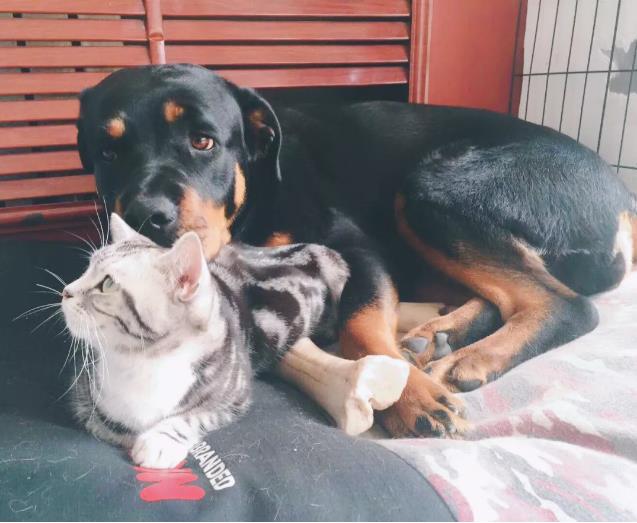 猫狗厚福是种什么呢样的体验？(图3)