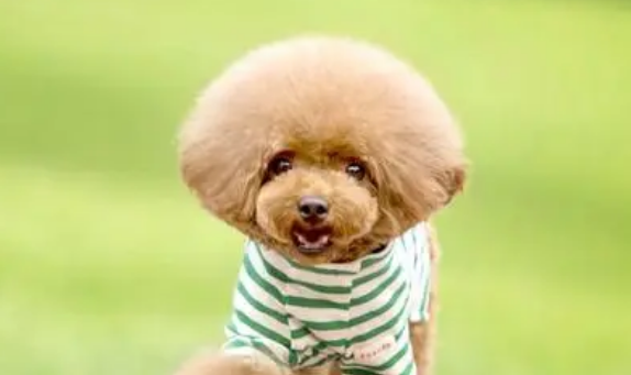 狗狗偏食厌食怎么办啊？(图2)