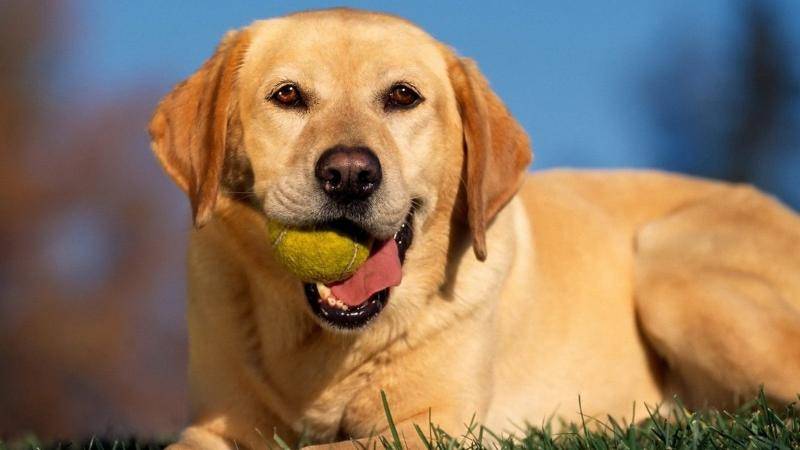 狗瘟吃什么药好的快？狗病了必须得重视(图2)