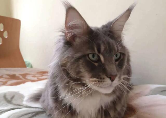 猫脸越大 猫咪越渣？！(图3)