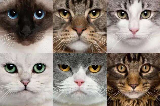猫脸越大 猫咪越渣？！(图1)