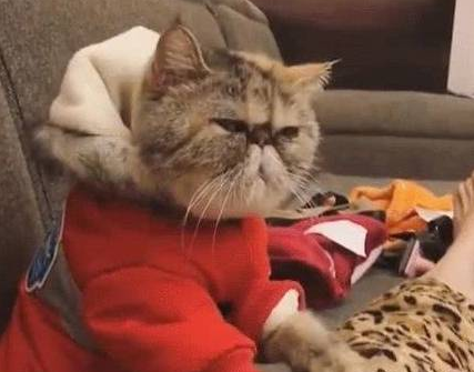 猫咪是为吃到零食真是拼了 帮主人按摩 一脸不爽：你不准耍赖！(图2)
