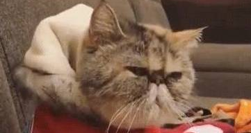 猫咪是为吃到零食真是拼了 帮主人按摩 一脸不爽：你不准耍赖！(图1)