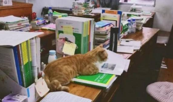 猫咪是为吃到零食真是拼了 帮主人按摩 一脸不爽：你不准耍赖！(图3)
