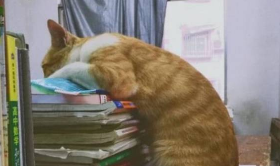 猫咪是为吃到零食真是拼了 帮主人按摩 一脸不爽：你不准耍赖！(图4)