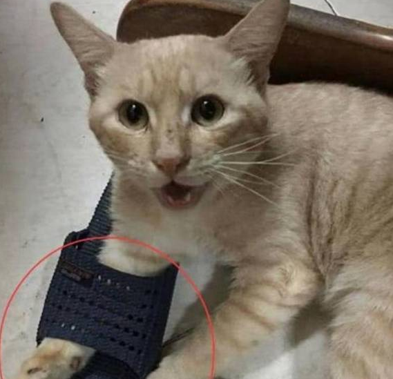 猫咪是为吃到零食真是拼了 帮主人按摩 一脸不爽：你不准耍赖！(图5)