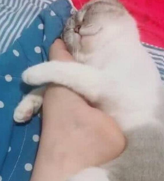 猫咪是为吃到零食真是拼了 帮主人按摩 一脸不爽：你不准耍赖！(图7)