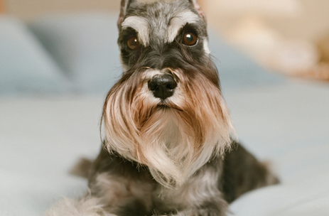 如何训练雪纳瑞上厕所？这些个小妙招飞快掌握(图1)