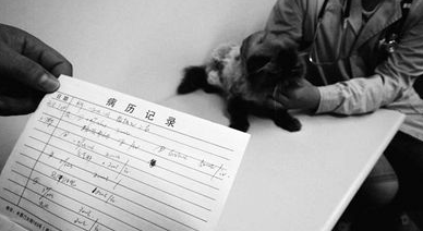 猫做绝育手术2000元宠物看病贵主人无所谓了(图2)