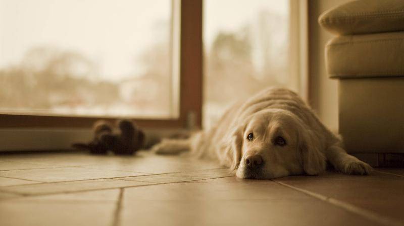 狗吃了巧克力该怎么办？如何处理不及时危机生命(图3)