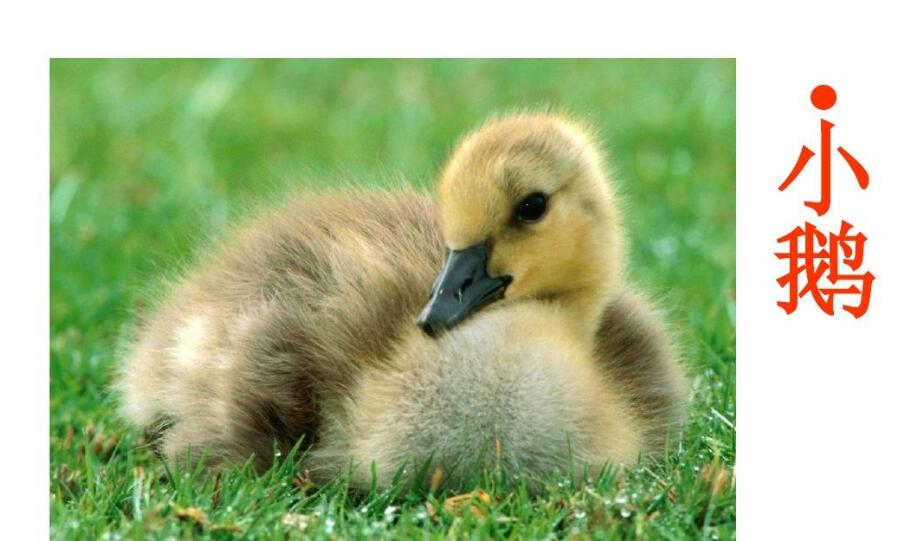 怎摸教狗狗能识字？(图1)