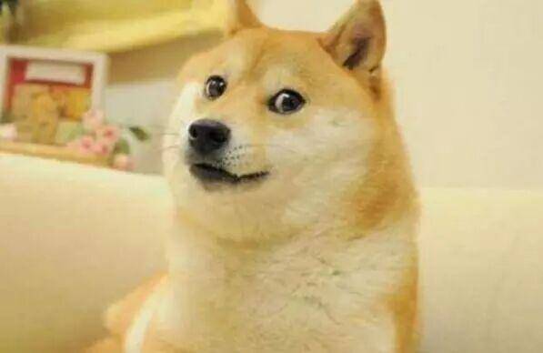 狗能够闻到什么气味会远离自己？来看一下狗害怕的气味(图3)