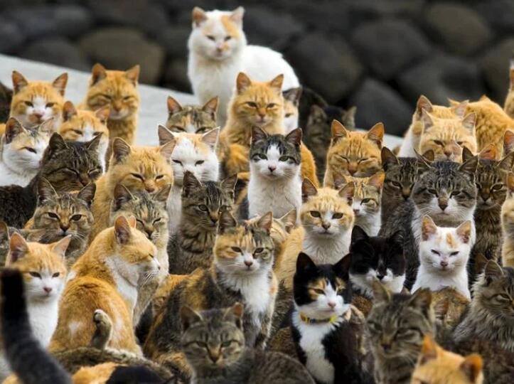 日本“猫岛”数量过5万的猫吃干净岛上老鼠后 迫不得已学会下海捕鱼(图1)