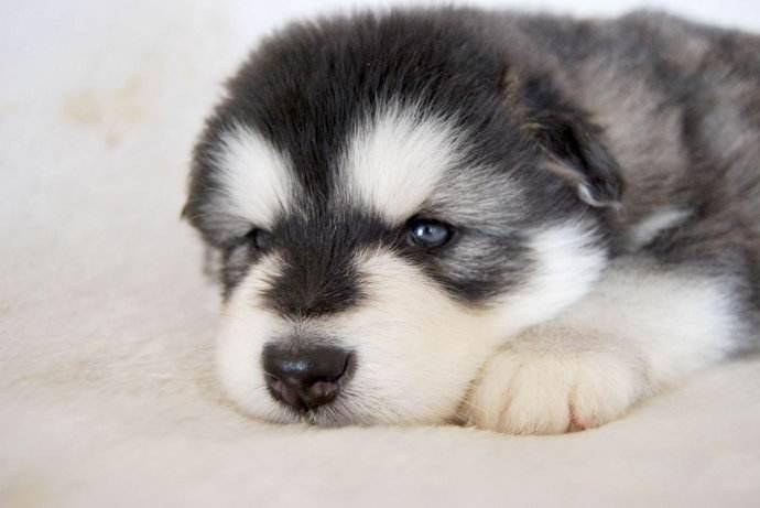 阿拉斯加幼犬饲养禁忌(图3)