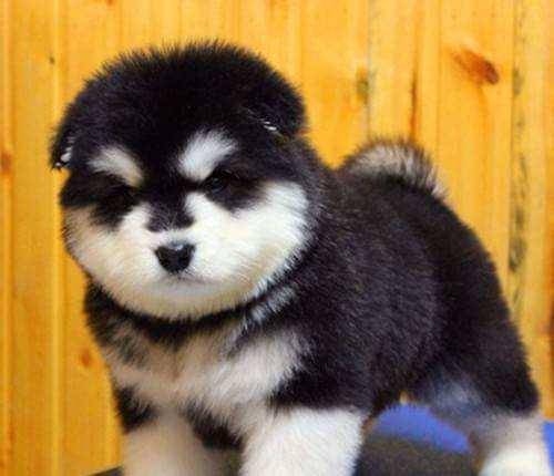 阿拉斯加幼犬饲养禁忌(图2)