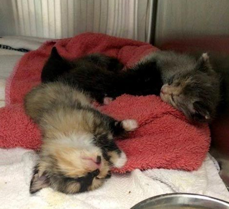 猫咪肉球魅力四射大连乌龟也难挡猫肉球的魅力(图1)