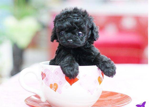 茶杯犬怎么样养呢？过来人告诉你(图1)