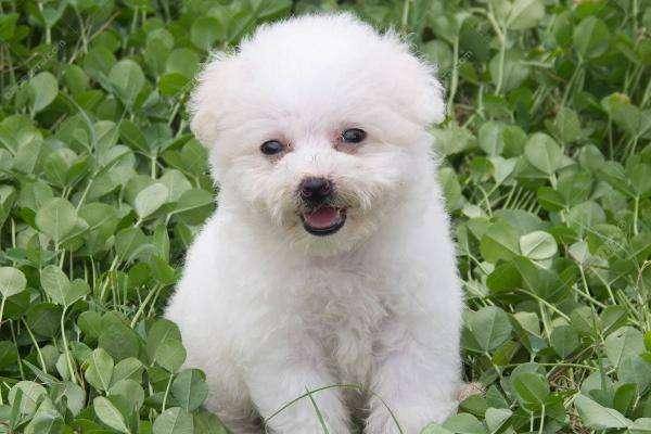 茶杯犬怎么样养呢？过来人告诉你(图2)