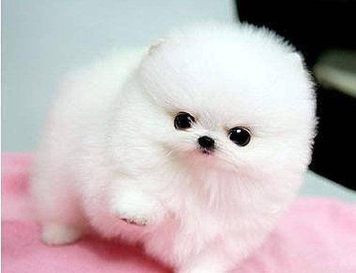 茶杯犬怎么样养呢？过来人告诉你(图3)