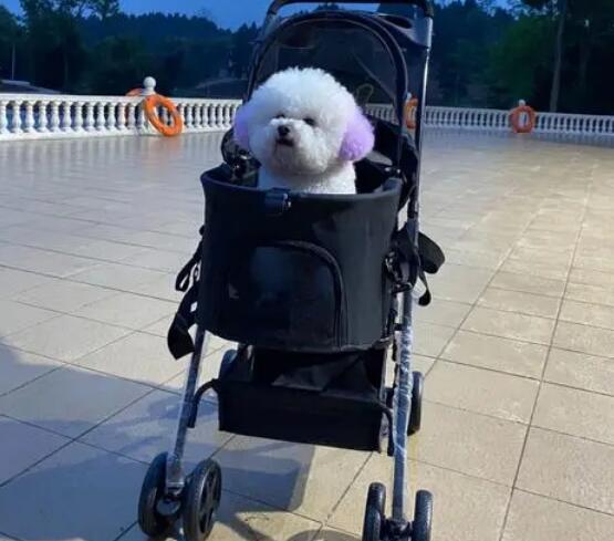 怎末训练狗狗“推车”呢？(图1)