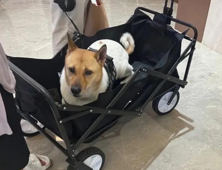 怎末训练狗狗“推车”呢？(图2)