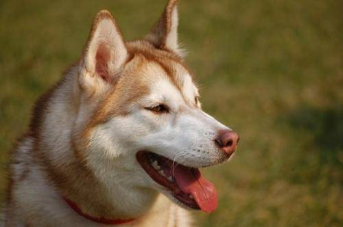 狗腿断了能自己长好吗？也要看具体情况(图1)