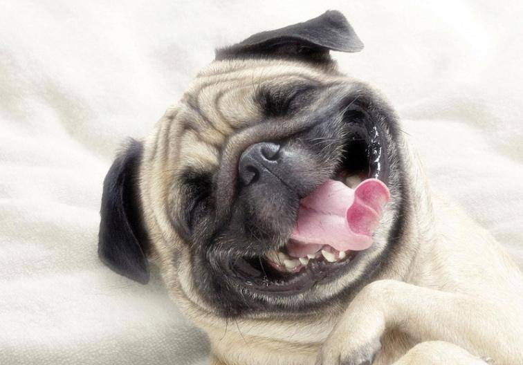 狗腿断了能自己长好吗？也要看具体情况(图3)