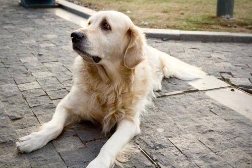 狗腿断了能自己长好吗？也要看具体情况(图2)