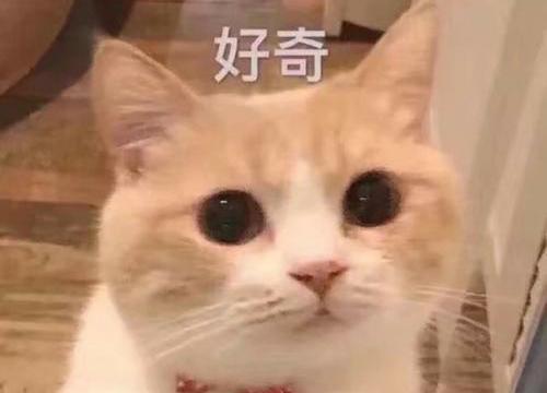“怀疑猫咪太热 让它一直待在空调房 最终它病了！”(图1)