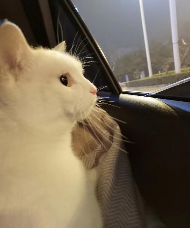 “怀疑猫咪太热 让它一直待在空调房 最终它病了！”(图2)
