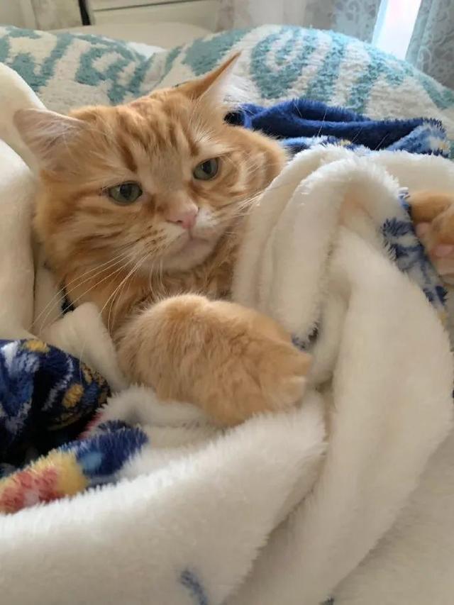 “怀疑猫咪太热 让它一直待在空调房 最终它病了！”(图3)