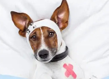 狗狗贫血怎么办？狗狗贫血严重的判断与治疗(图1)