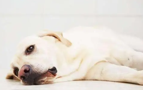 狗狗贫血怎么办？狗狗贫血严重的判断与治疗(图2)