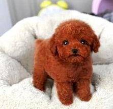 养泰迪一个月要花多少钱？最基本的花费也差不多就这么(图3)