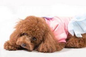 养泰迪一个月要花多少钱？最基本的花费也差不多就这么(图2)