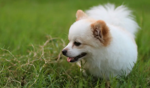 “统治欲”可能导致狗狗不大量进食(图1)