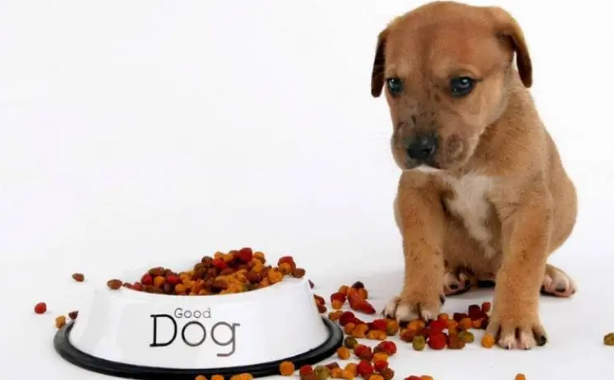 “统治欲”可能导致狗狗不大量进食(图2)