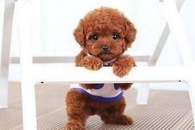 泰迪犬怎末选？这几个方面看仔细些(图2)