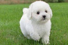 泰迪犬怎末选？这几个方面看仔细些(图3)