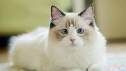 猫这个可以吃火腿肠吗(图1)