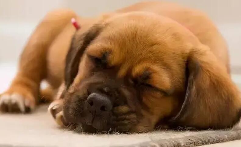 小狗经常拉肚子吃有什么药？狗狗拉稀吃什么东西药？(图1)