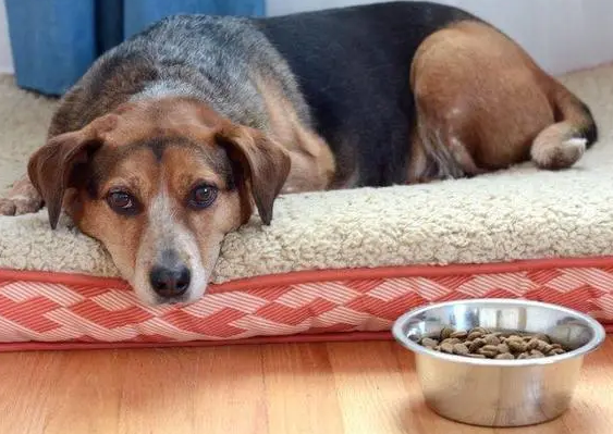 小狗经常拉肚子吃有什么药？狗狗拉稀吃什么东西药？(图2)