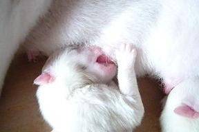 刚蛇宝宝的小狗咋养？有几个细节不需要多注意(图1)